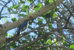 ONe of the birds at PR Springs